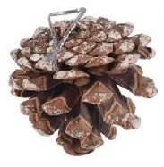 SET ADORNO NAVIDENO PINA 6PZS 493162 / SAN2313/YC2045-17 (5cm)