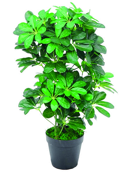 PLANTA ARTIFICIAL SCHEFLERA MACETA F23900 (60cm)